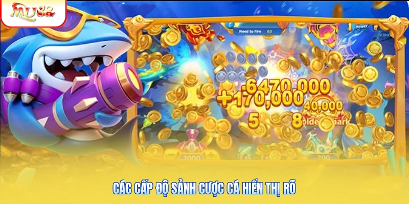 Các cấp độ sảnh cược cá hiển thị rõ