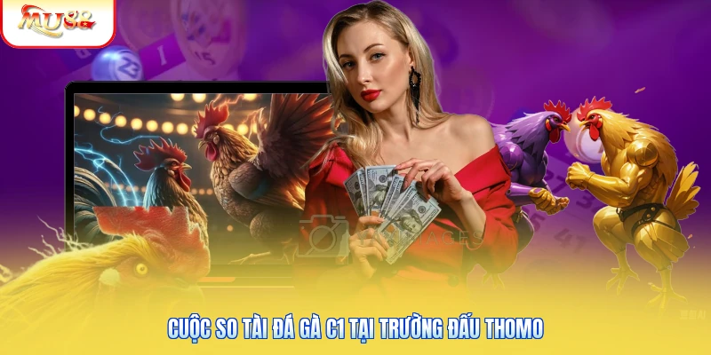 Cuộc so tài đá gà C1 tại trường đấu Thomo
