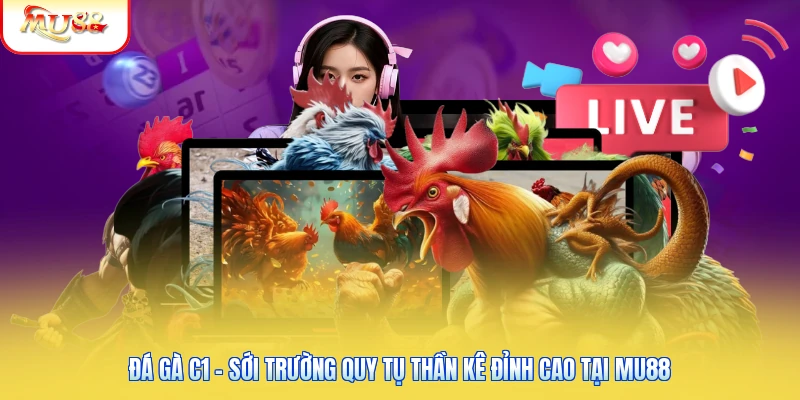 Đá Gà C1 - Sới Trường Quy Tụ Thần Kê Đỉnh Cao Tại Mu88