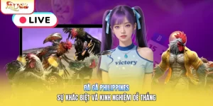 Đá Gà Philippines | Sự Khác Biệt Và Kinh Nghiệm Dễ Thắng