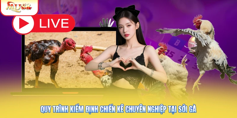 Quy trình kiểm định chiến kê chuyên nghiệp tại sới gà