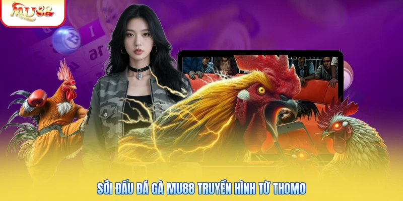 Sới đấu đá gà Mu88 truyền hình từ Thomo